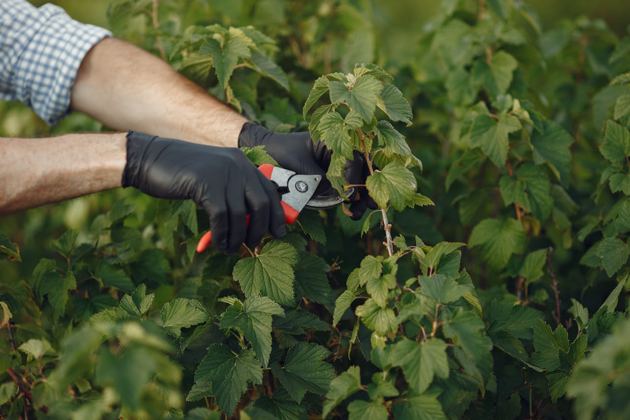 Close-up of a gardener using pruning shears on lush green plant outdoors.